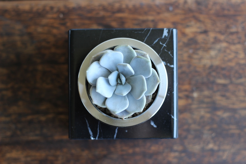 エケベリアを植えた真上からの写真