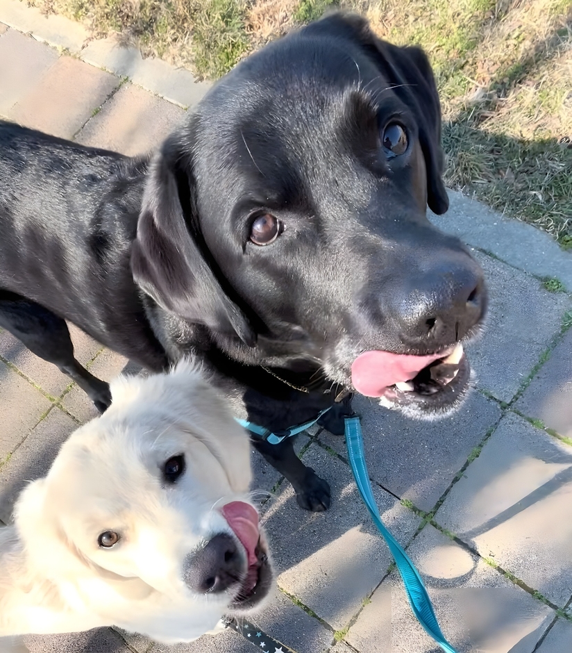 商品開発犬 第一期生　まろくん＆はくくん
