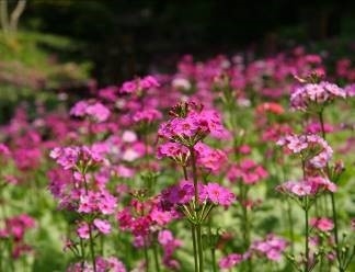 クリンソウ(サクラソウ科)