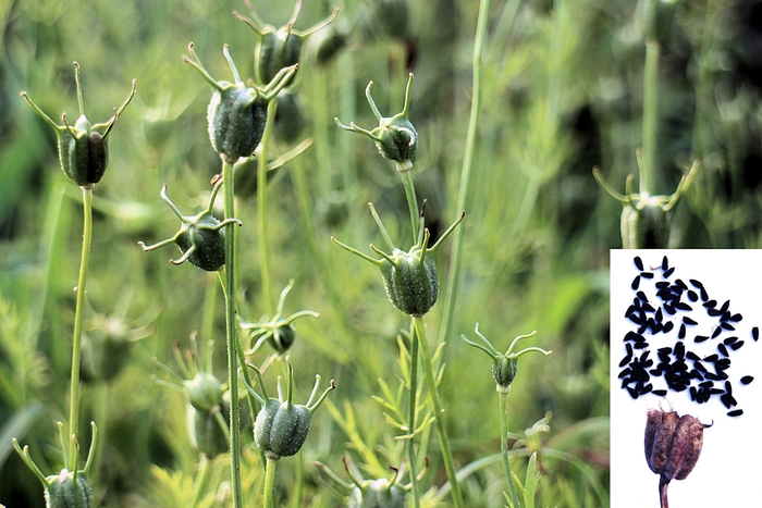 収穫が近づいたニゲラ(莢が褐色になると収穫)