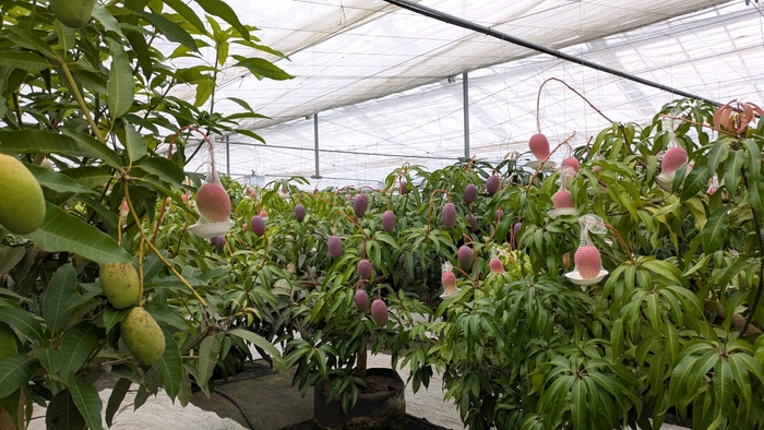 マンゴー栽培の様子