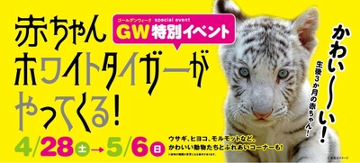 芝政ワールドに赤ちゃんホワイトタイガーがやってくる！ GWは営業時間を延長　5月4日・5日は花火も実施