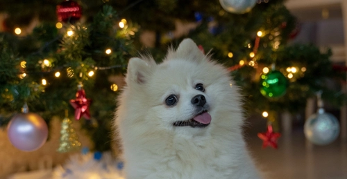 仙台市のイタリアンレストランパリンカが 12月23日、25日に愛犬と共に過ごせるクリスマス企画を開催