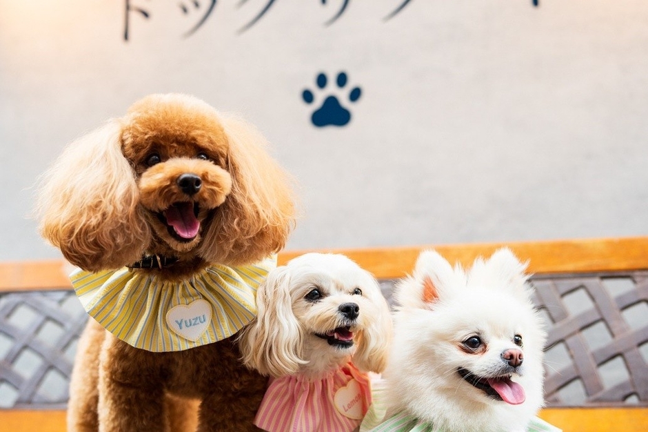 ドッグテラス