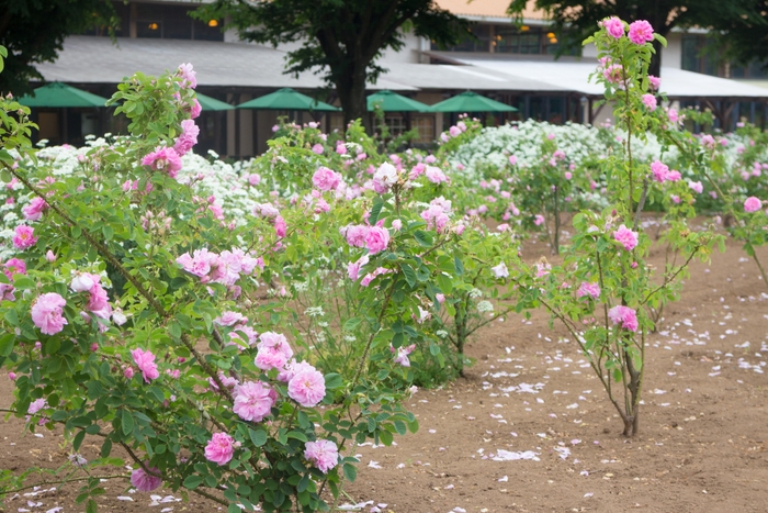 ダマスクローズの花畑