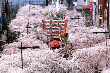 【茨城県日立市】さくら名所100選の地「かみね公園・平和通り」の桜を植え替え、「さくらのまち日立」の原風景を次の世代に引き継ぎたい