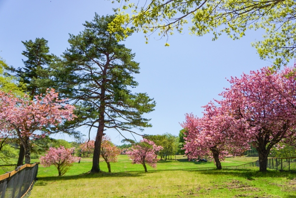 広々としたキャンプ利用者専用ラン。