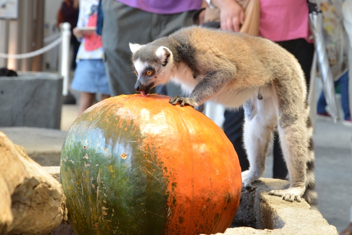 NIFREL‘ S パンプキンエンリッチメント