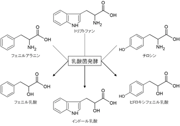 池田糖化工業、 芳香族乳酸を高含有した乳酸菌発酵粉末素材の開発に成功