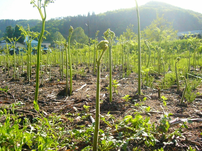 整備された畑での収穫だから安心!