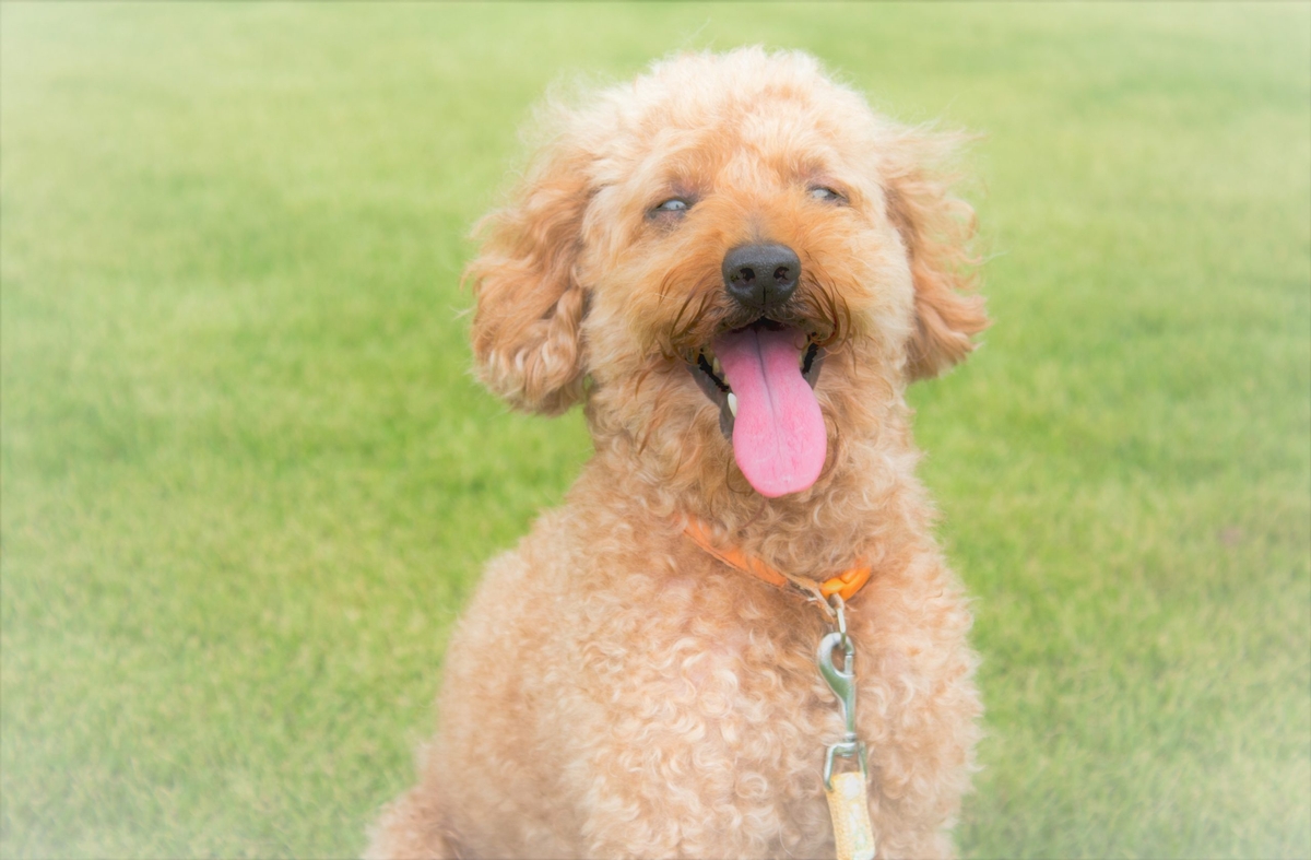 トイプードルの散歩 大好きな散歩のポイントと気を付けるポイントを解説 Newscast