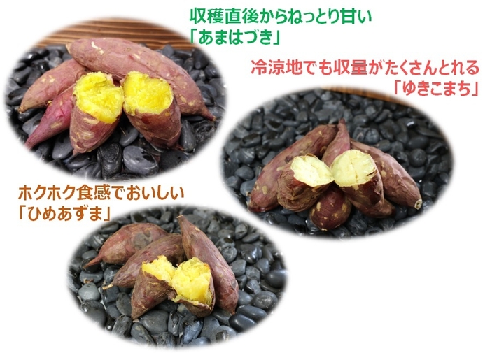 農研機構 サツマイモ品種