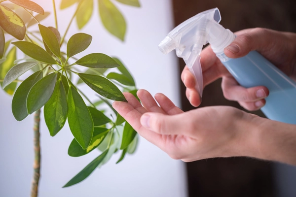 オフィスに観葉植物を置きたい企業向け　 “ガーデナーの管理サポート付き”観葉植物を8月8日に提供開始