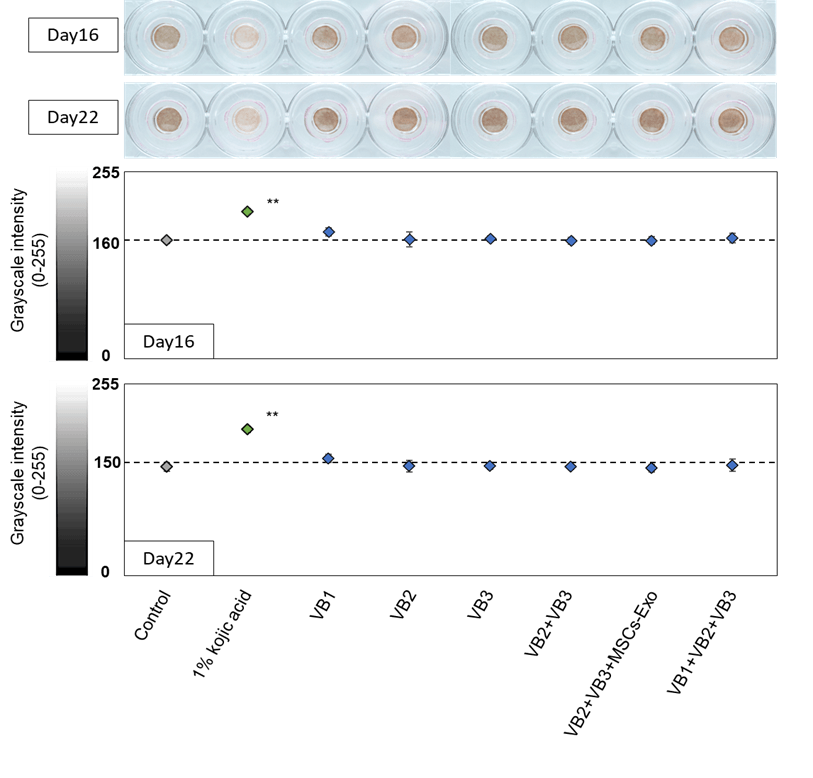 3D皮膚モデルを使用した表皮画像の解析(図1)