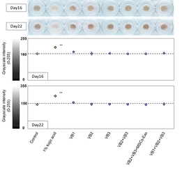 抗ウイルス・抗菌・抗老化作用をもつ『VB』に新たな可能性　 美白効果およびマクロファージ活性への関与を確認