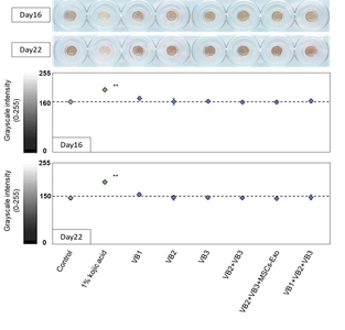 抗ウイルス・抗菌・抗老化作用をもつ『VB』に新たな可能性　 美白効果およびマクロファージ活性への関与を確認
