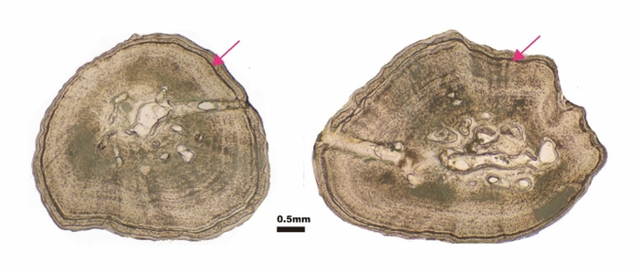 図４： オオサンショウウオの成長線（左：上腕骨、右：大腿骨の断面）