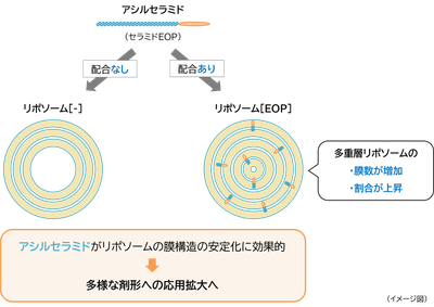 「アシルセラミド」が「多重層リポソーム」を安定化させるメカニズム