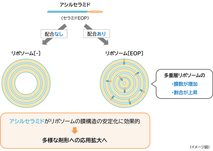 「アシルセラミド」が「多重層リポソーム」を安定化させるメカニズム
