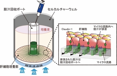 三井化学、世界初となる肝臓の働きを再現した 胆汁連続排泄型デバイスを共同開発