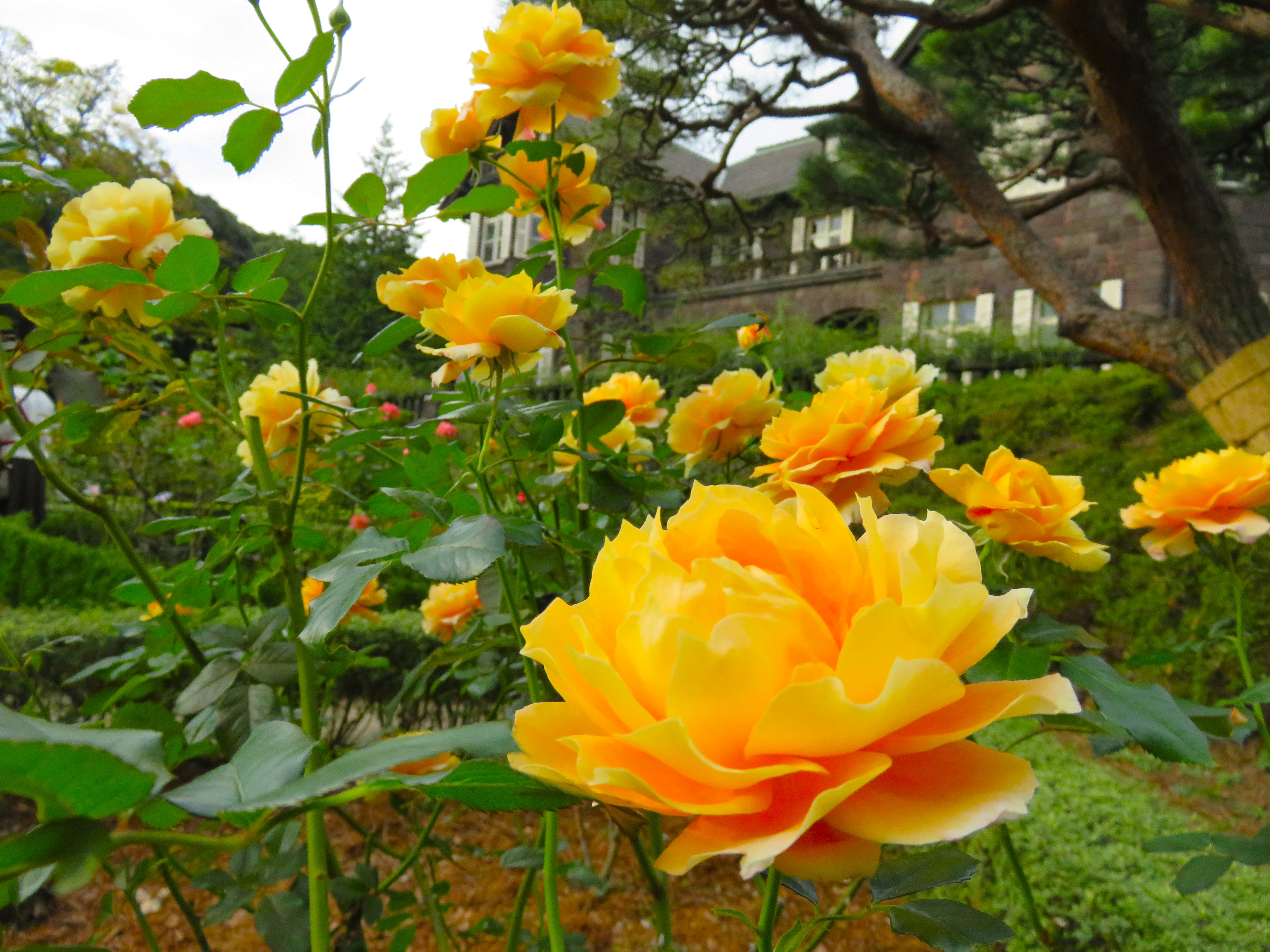 旧古河庭園】秋バラが見頃を迎えたことをお知らせします | NEWSCAST