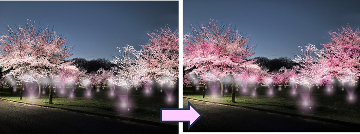 サクラの開花状況に合わせて色を変える光の演出(イメージ)　