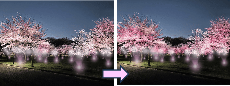 サクラの開花状況に合わせて色を変える光の演出(イメージ)