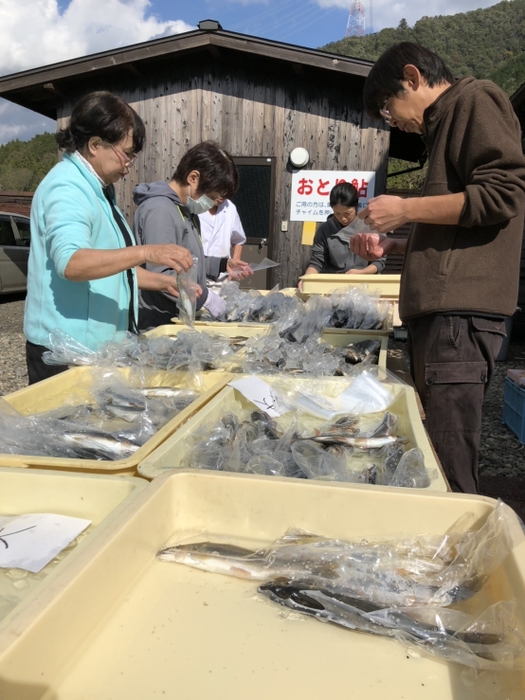 鮎の選別