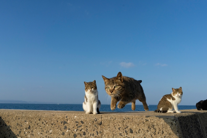 飛び猫写真11