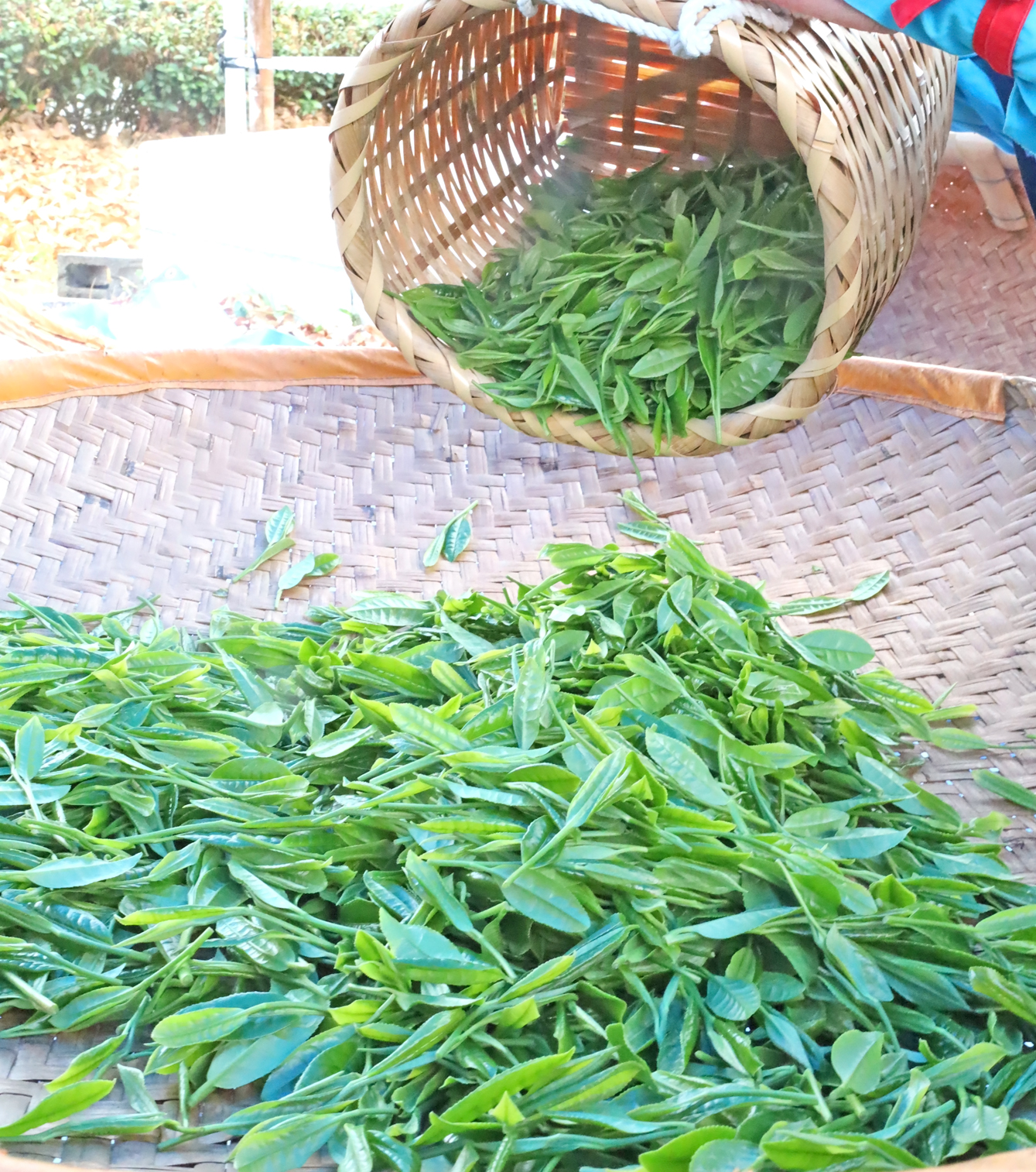 新茶シーズンに先駆けて!初摘み新茶を販売します。