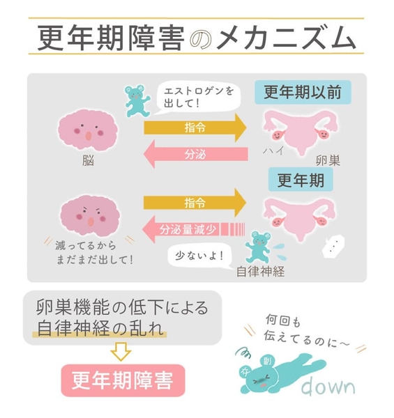 更年期障害のメカニズム