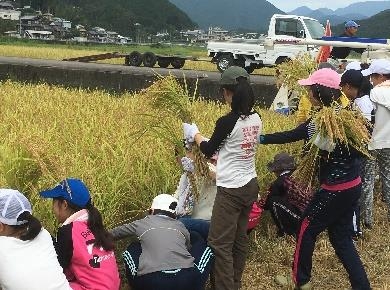 昨年秋に実施した稲刈り体験の様子