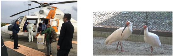 【左】ヘリコプターへの搭載の様子(提供:東邦航空) 【右】佐渡トキ保護センター到着翌朝の2 羽の様子(提供:環境省)