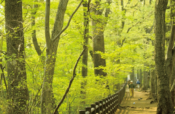 新緑の玉川上水緑道