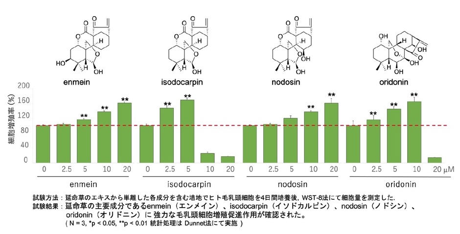 毛乳頭細胞増殖促進効果を指標に延命草エキスの分離・精製を行った結果