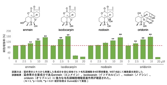 毛乳頭細胞増殖促進効果を指標に延命草エキスの分離・精製を行った結果