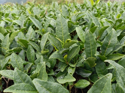 茶畑(2)