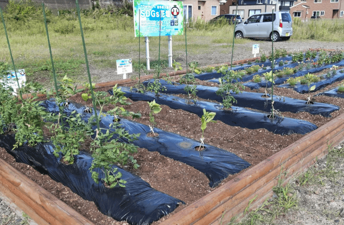 【SDGs花壇 移転前の様子】