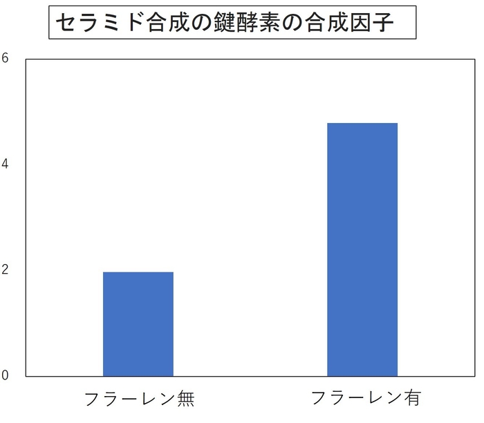 セラミドの合成因子量の増加