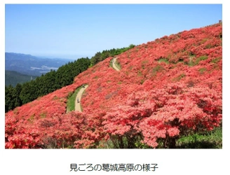 葛城高原のつつじ開花期間に合わせて臨時列車を運行します！