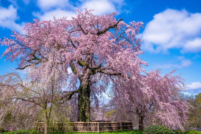 円山公園の枝垂桜