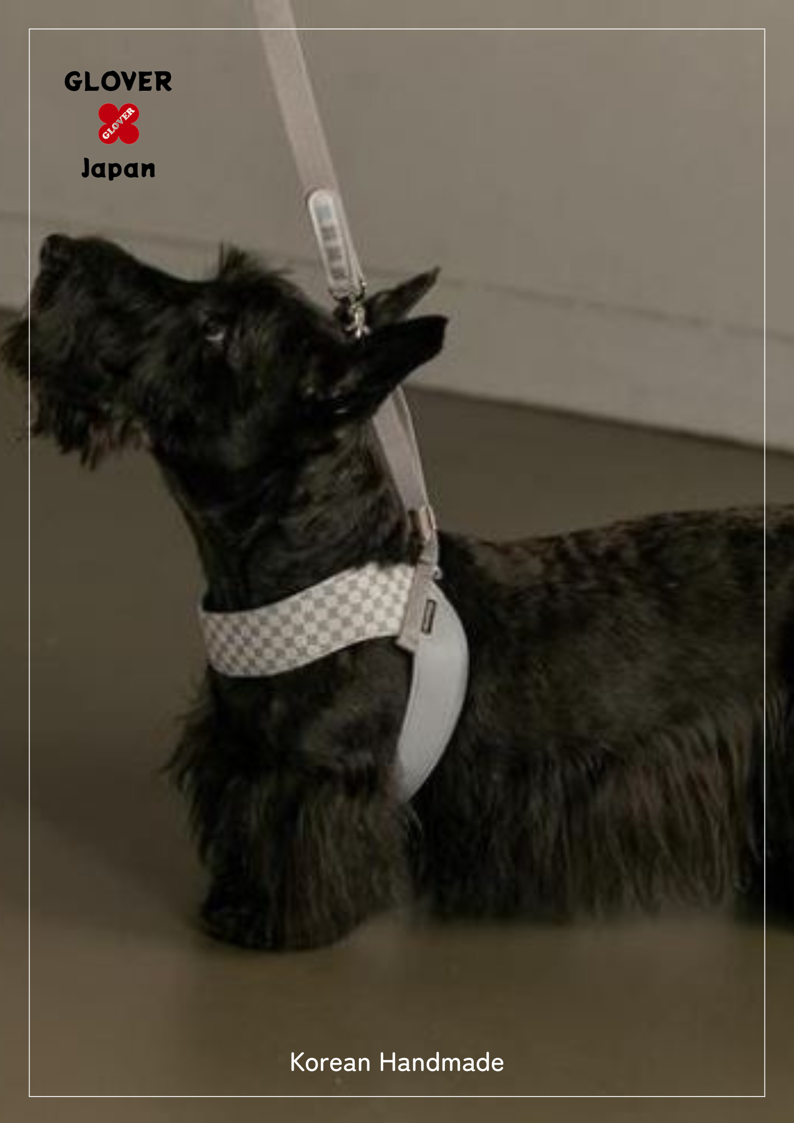 ハーネス中型犬着用