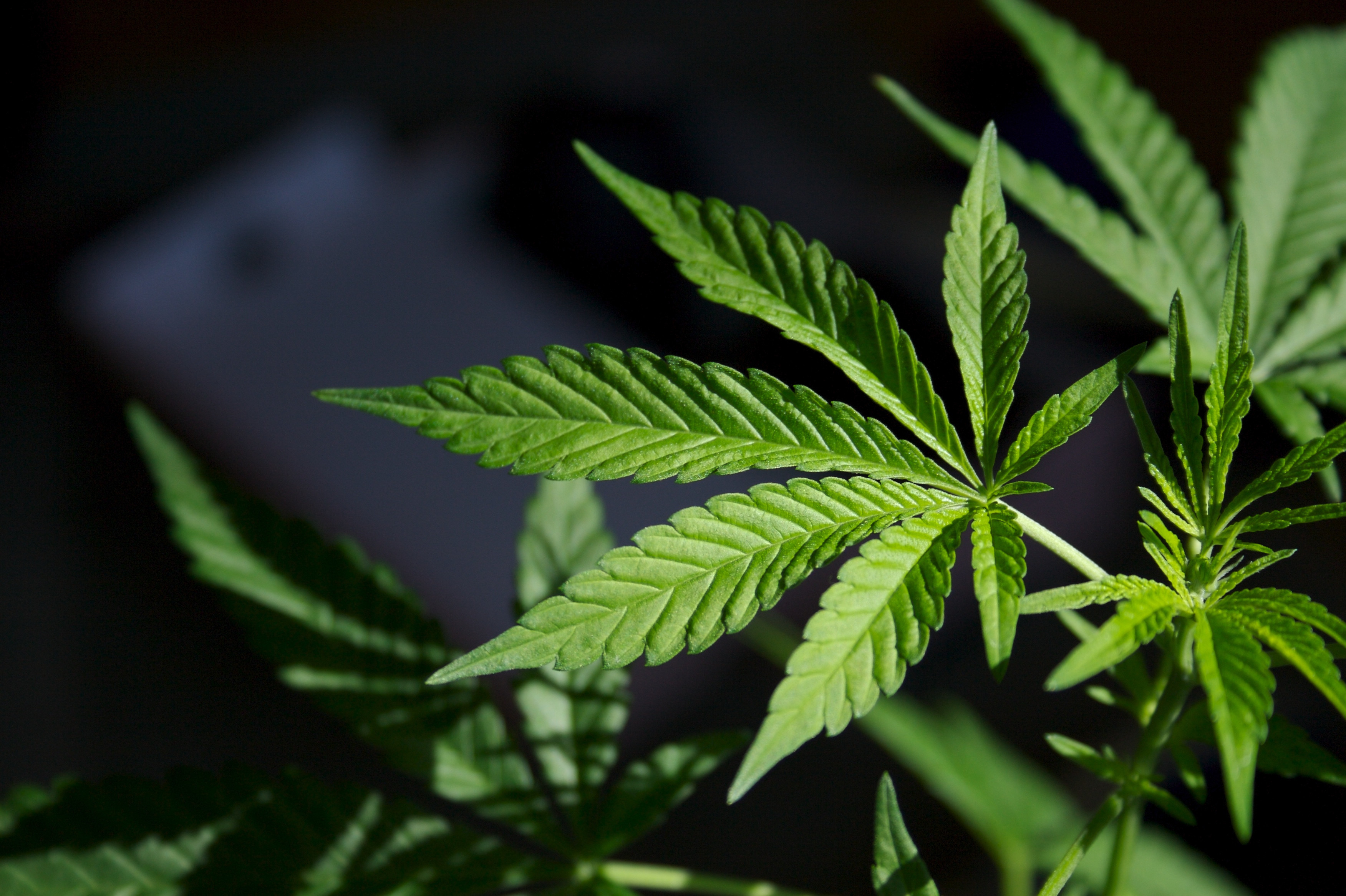 医療用大麻の市場規模、動向、成長、機会、予測2024-2032