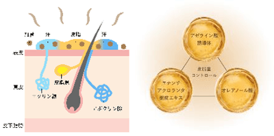 脂性肌へのアプローチ