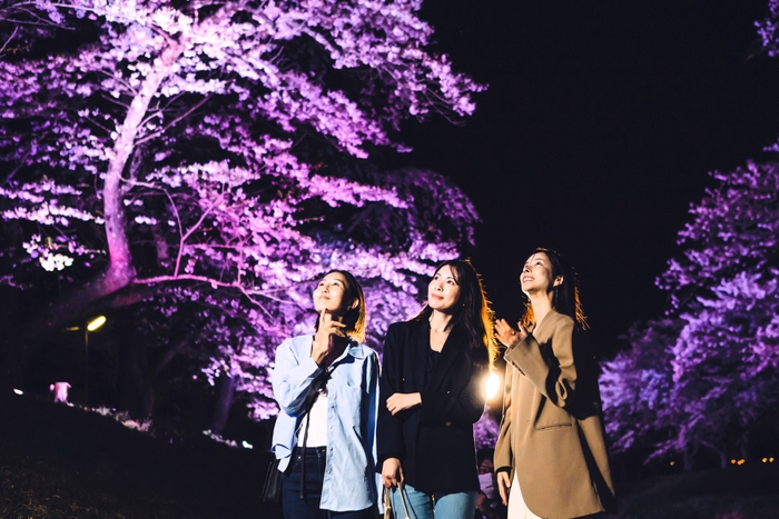 桜並木のライトアップ