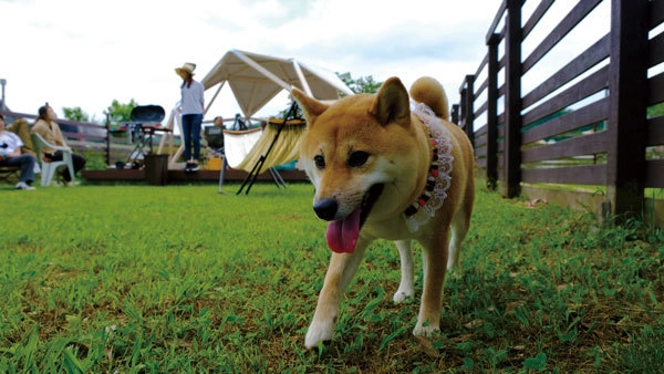 わんちゃんと一緒に手ぶらでBBQ！貸切でのんびりと楽しめる 「DOG RUN BBQ terrace」をオープン！