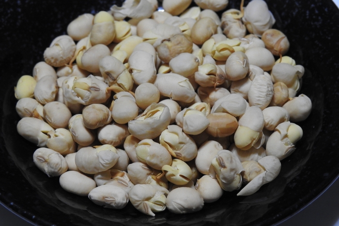 発芽ミスニセコ大豆