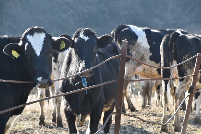 牛とともに生きる