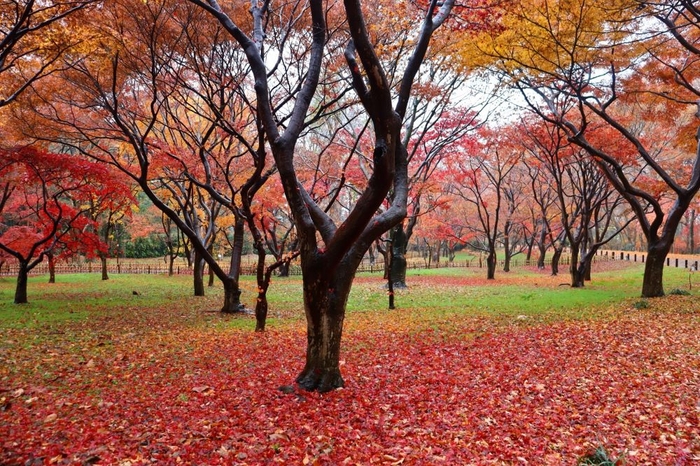 かえで園の紅葉