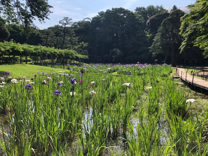 過去の菖蒲田と木道の様子